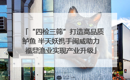 “四检三筛”打造高品质鲈鱼 半天妖携手闽威助力福鼎渔业实现产业升级