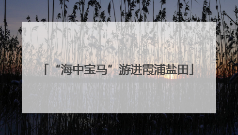“海中宝马”游进霞浦盐田