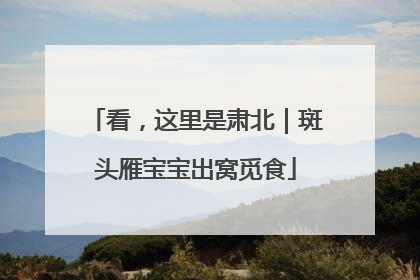 看，这里是肃北｜斑头雁宝宝出窝觅食