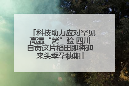 科技助力应对罕见高温“烤”验 四川自贡这片稻田即将迎来头季孕穗期