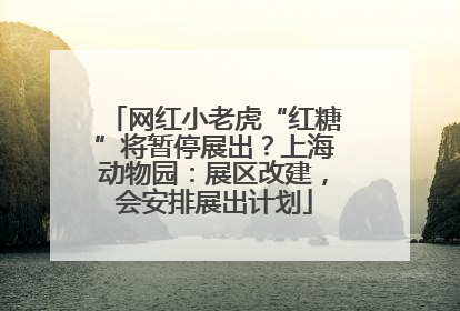 网红小老虎“红糖”将暂停展出？上海动物园：展区改建，会安排展出计划