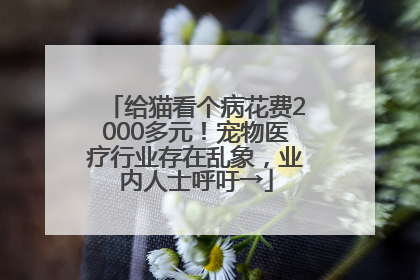 给猫看个病花费2000多元！宠物医疗行业存在乱象，业内人士呼吁→