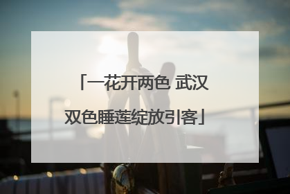 一花开两色 武汉双色睡莲绽放引客