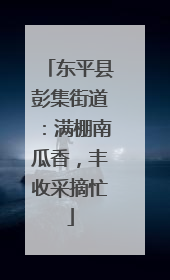 东平县彭集街道：满棚南瓜香，丰收采摘忙