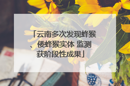 云南多次发现蜂猴、倭蜂猴实体 监测获阶段性成果