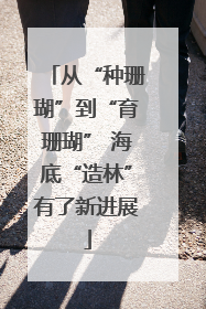 从“种珊瑚”到“育珊瑚” 海底“造林”有了新进展