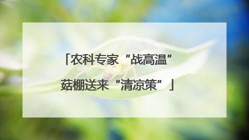 农科专家“战高温” 菇棚送来“清凉策”
