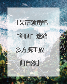 呆萌领角鸮“组团”迷路 多方携手放归自然