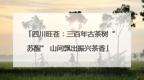四川旺苍：三百年古茶树“苏醒” 山间飘出振兴茶香