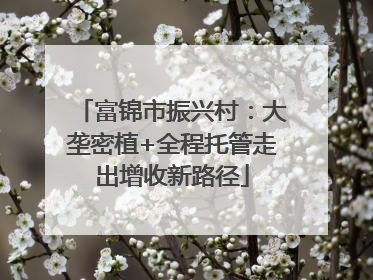 富锦市振兴村：大垄密植+全程托管走出增收新路径