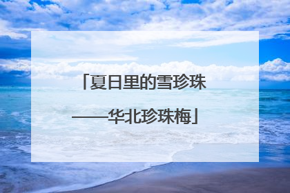 夏日里的雪珍珠——华北珍珠梅
