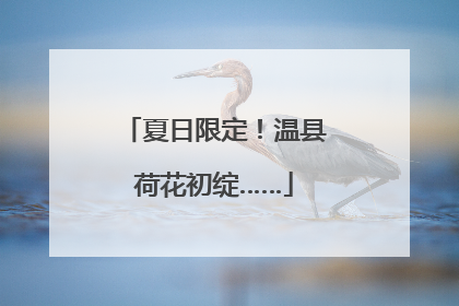 夏日限定！温县荷花初绽……