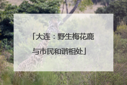大连：野生梅花鹿与市民和谐相处