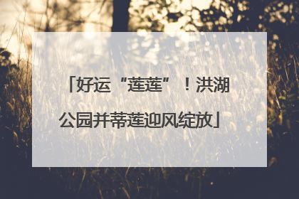 好运“莲莲”！洪湖公园并蒂莲迎风绽放