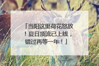 当阳这里荷花怒放！夏日顶流已上线，错过再等一年！