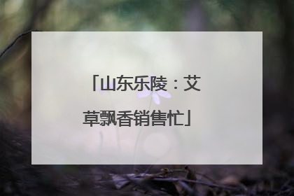 山东乐陵：艾草飘香销售忙