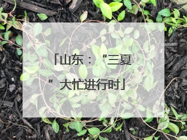 山东：“三夏”大忙进行时