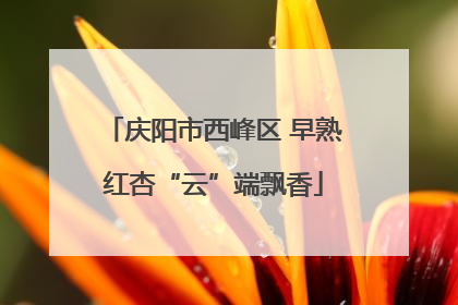 庆阳市西峰区 早熟红杏“云”端飘香