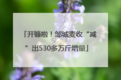 开镰啦！邹城麦收“减”出530多万斤增量