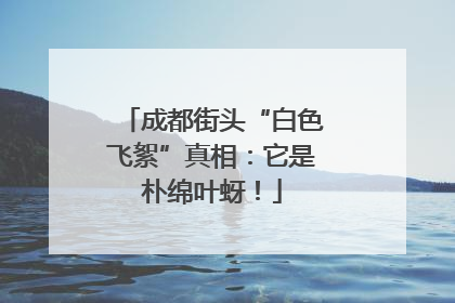 成都街头“白色飞絮”真相：它是朴绵叶蚜！