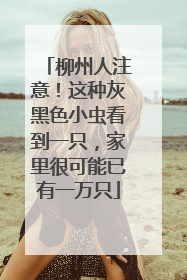 柳州人注意！这种灰黑色小虫看到一只，家里很可能已有一万只