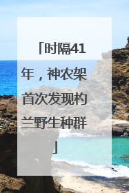时隔41年，神农架首次发现杓兰野生种群