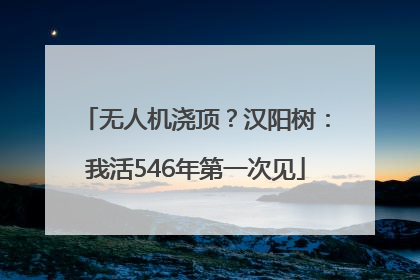 无人机浇顶？汉阳树：我活546年第一次见