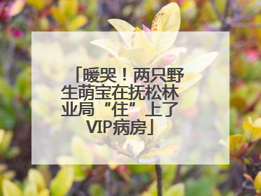 暖哭！两只野生萌宝在抚松林业局“住”上了VIP病房