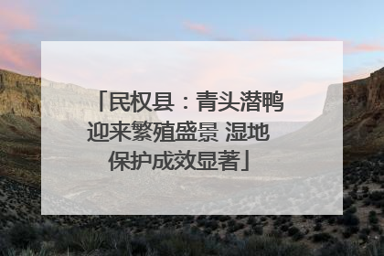 民权县：青头潜鸭迎来繁殖盛景 湿地保护成效显著