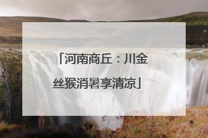 河南商丘：川金丝猴消暑享清凉