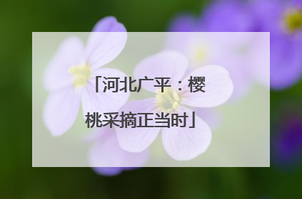河北广平：樱桃采摘正当时