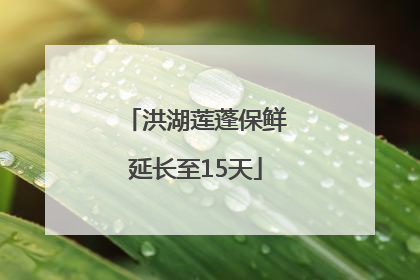 洪湖莲蓬保鲜延长至15天