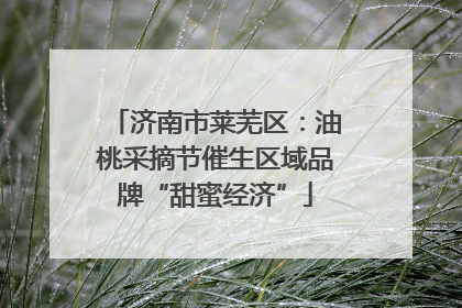 济南市莱芜区：油桃采摘节催生区域品牌“甜蜜经济”