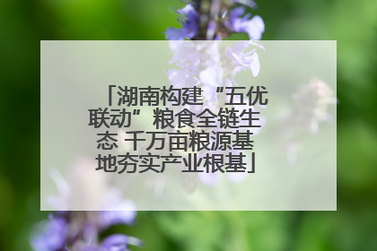 湖南构建“五优联动”粮食全链生态 千万亩粮源基地夯实产业根基