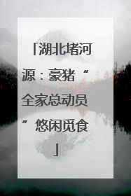 湖北堵河源：豪猪“全家总动员”悠闲觅食