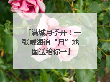 满城月季开！一张威海追“月”地图送给你→