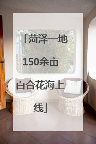 菏泽一地150余亩百合花海上线