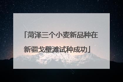 菏泽三个小麦新品种在新疆戈壁滩试种成功