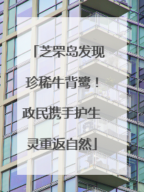 芝罘岛发现珍稀牛背鹭！政民携手护生灵重返自然