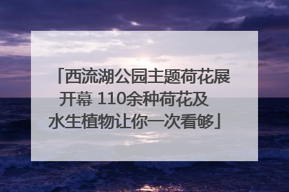 西流湖公园主题荷花展开幕 110余种荷花及水生植物让你一次看够