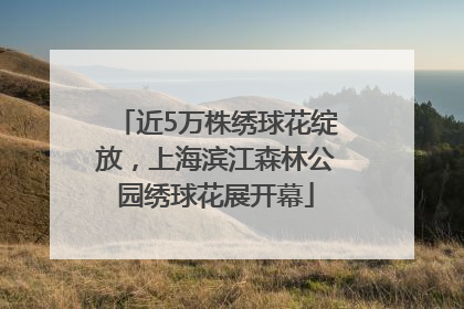 近5万株绣球花绽放，上海滨江森林公园绣球花展开幕