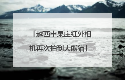 越西申果庄红外相机再次拍到大熊猫