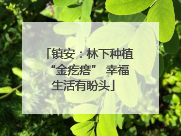 镇安：林下种植“金疙瘩” 幸福生活有盼头