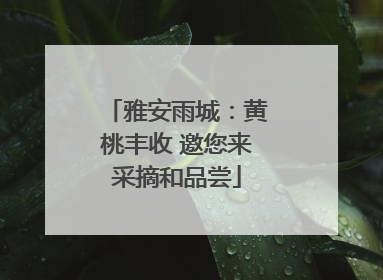 雅安雨城：黄桃丰收 邀您来采摘和品尝