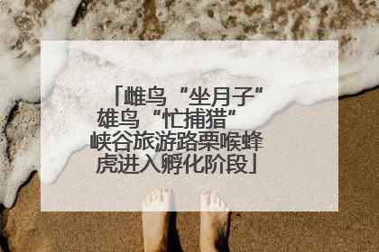 雌鸟“坐月子”雄鸟“忙捕猎” 峡谷旅游路栗喉蜂虎进入孵化阶段