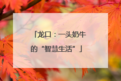 龙口：一头奶牛的“智慧生活”