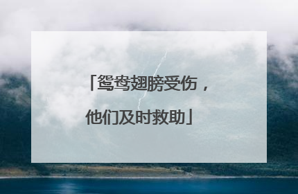 鸳鸯翅膀受伤，他们及时救助