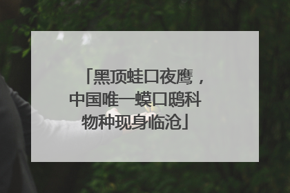 黑顶蛙口夜鹰，中国唯一蟆口鸱科物种现身临沧