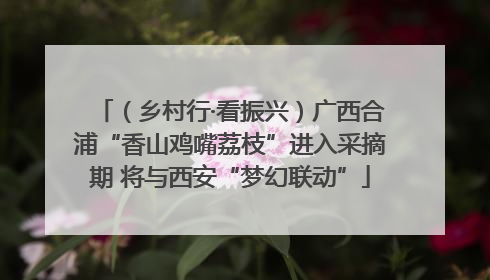（乡村行·看振兴）广西合浦“香山鸡嘴荔枝”进入采摘期 将与西安“梦幻联动”