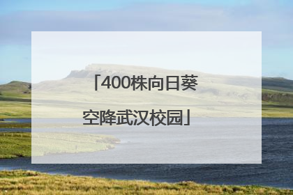 400株向日葵空降武汉校园
